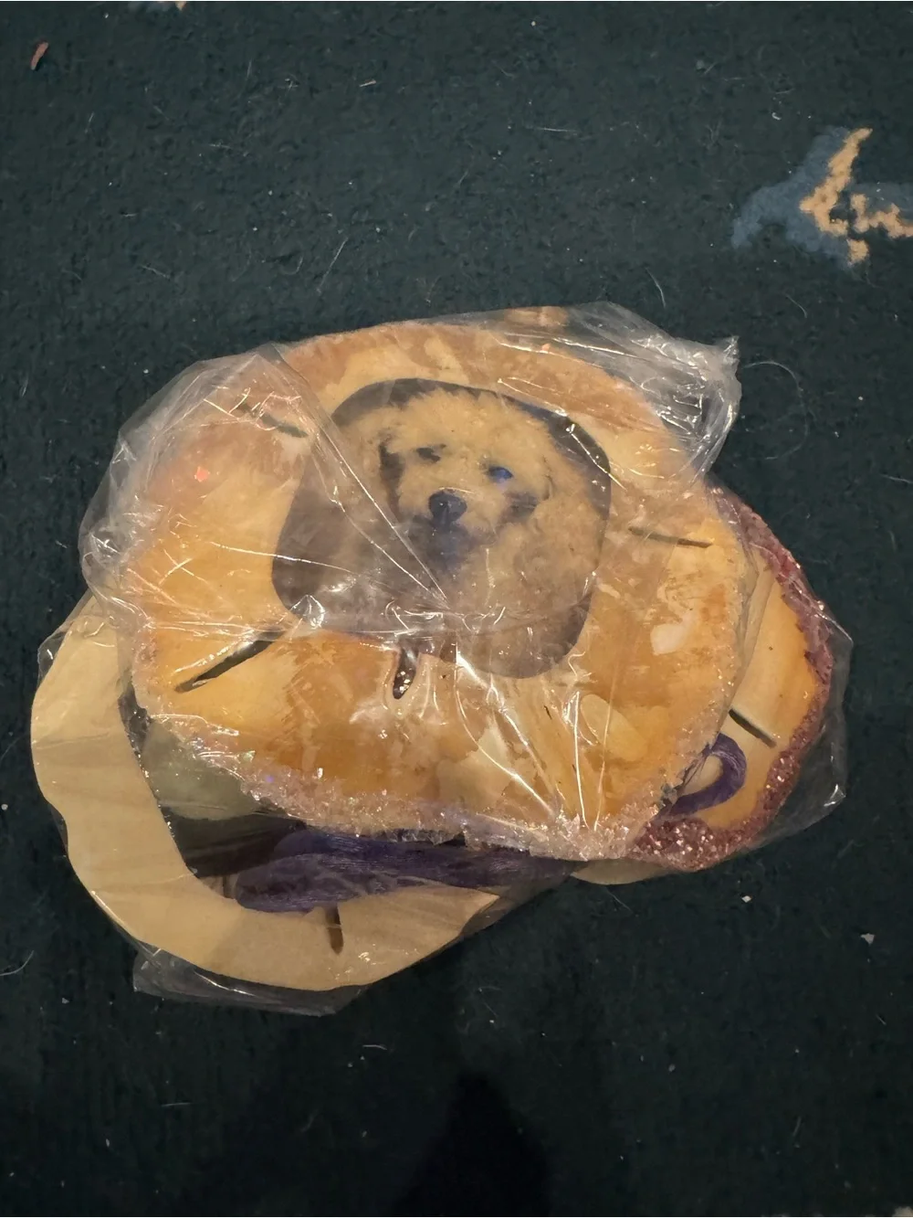 Handmade Beige real  Sand Dollar Pet Photo Ornament -all of them